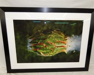 34X24 WATERMELLO ACTION PICTURE