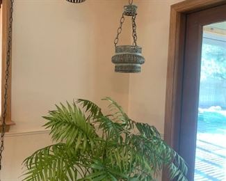 Hanging Lamp Plant