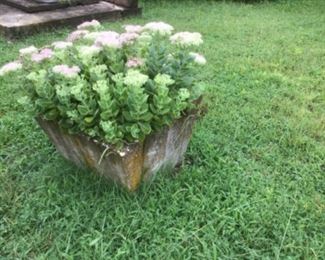 Yard concrete planter filled with seedum