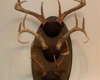 Triple mount of antlers.