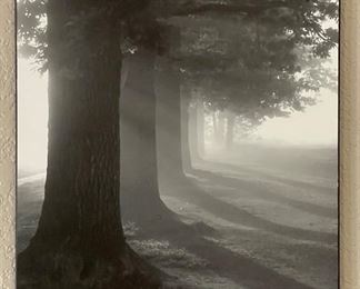 Misty Tress Photo Art