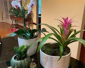 Three Live Decorative Plants