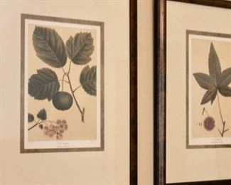 Four framed botanical prints.