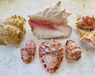 Clam shell, conch shell and bullmouth red helmet shells