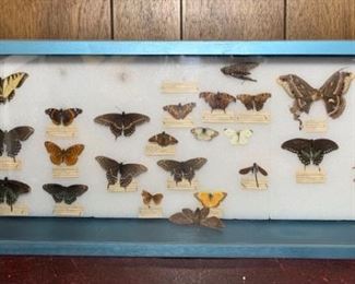 Calling All LEPIDOPTEROLOGISTS