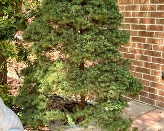 Pair of Potted Evergreens