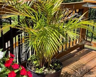 Tropical Plants / House Plants
