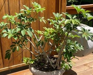 Tropical Plants / House Plants