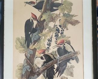 Pileated Woodpeckers by Havell