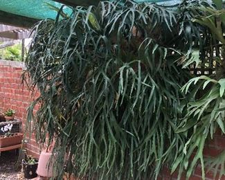 Monster Staghorn Massive - 