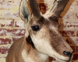 Antelope