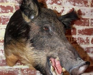 Wild Boar