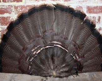 Turkey Tail Fan