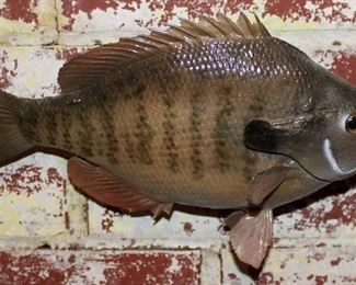 Bluegill