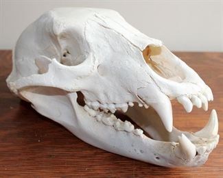 Bear Skull