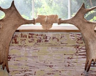 Moose Antlers