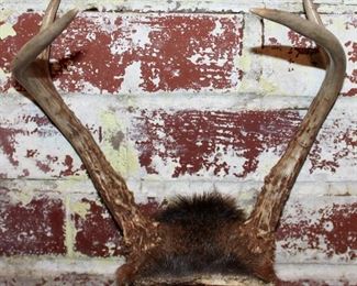 Mule Deer Antlers