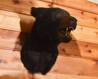Bear Head Mount