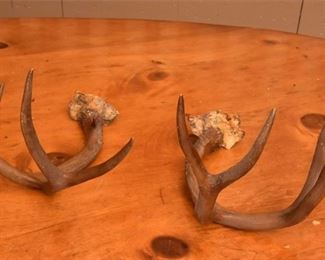 Deer Horns