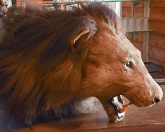 Lion Head Mount
