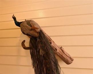 Taxidermy Peacock On Log