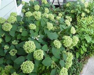 For prices & info, go to Description & Details page.