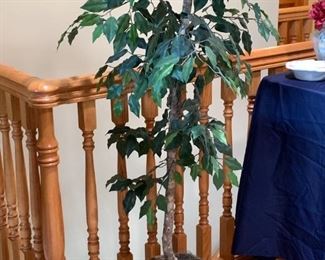 Pretty ficus tree in basket.