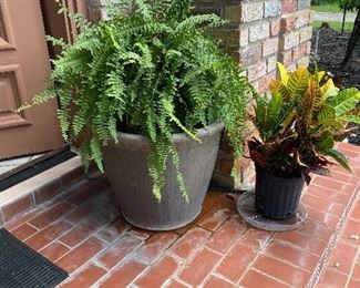 Large fern potted plant
*we have two