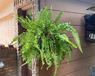 Live fern plant