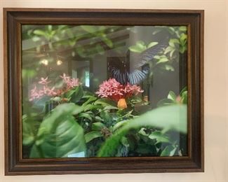 #1279F. Framed photo 26” x 22” $10