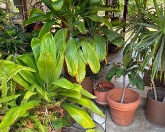 Lush garden, prime plants