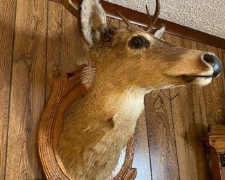 Deer Mount