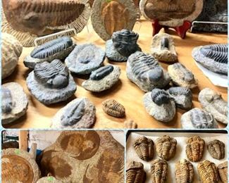 Trilobite Fossils 