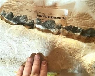 Ancient fossilized brontotherium (rhinoceros) dinosaur jaw bone 