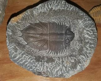 Trilobite - detailed