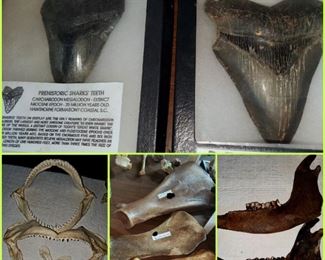 Megalodon teeth, sharks' teeth, prehistoric bison bones
