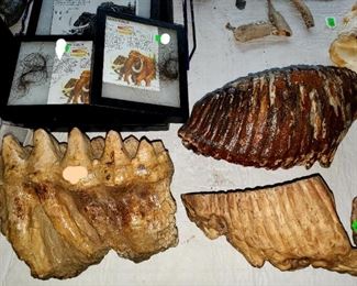 Mammoth teeth, Mastodon molar, Mammoth hair. 