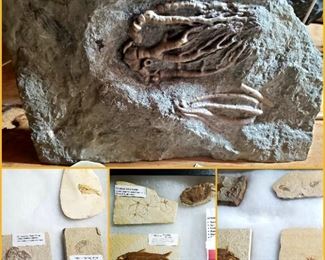 Various fish fossils, starfish, insects, & more. 