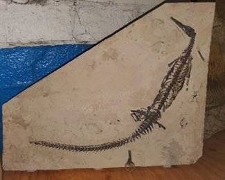 Fossil Mesosaurus brasiliens small dinosaur. (Notice house key in the bottom of photo for size comparison). 
