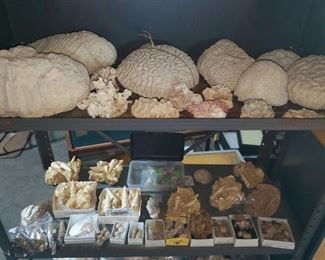 Coral and sea fossils