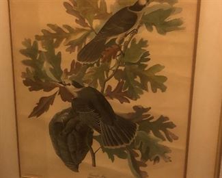 Audubon Print