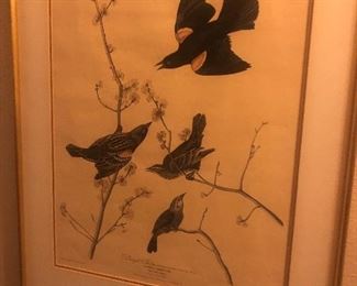 Audubon Print