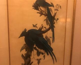 Audubon Print