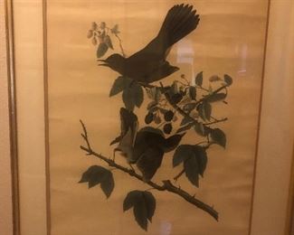 Audubon Print