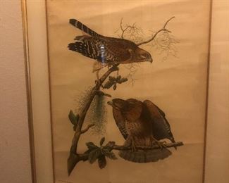 Audubon Print