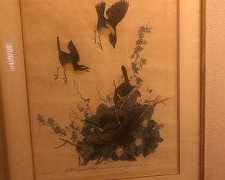Audubon Print