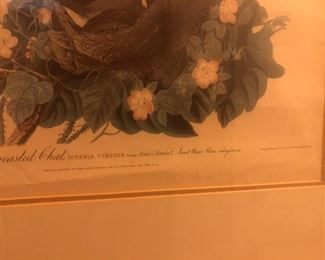 Audubon Print