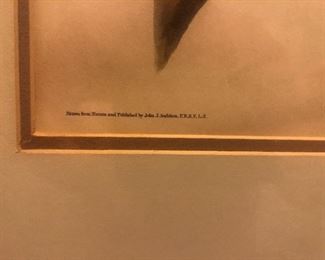 Audubon Print