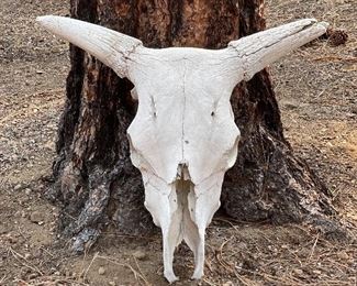 Nice Bull Skull