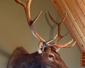 Oregon Silvies Unit Elk Mount
